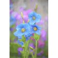 thumbnail image 1 of Blue Poppy Poster Print by Marion Owen, 24 x 38 - Large, 1 of 1