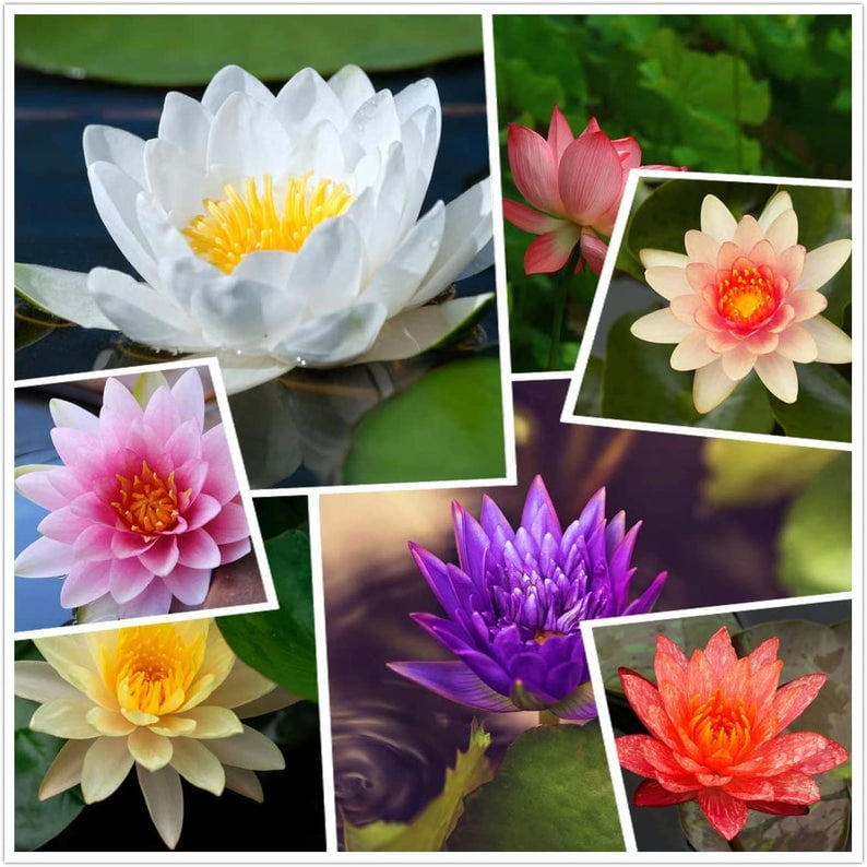 Mixed Lotus Seeds 10 Seeds Flowering Water Bonsai With Lily Pad Walmart Com