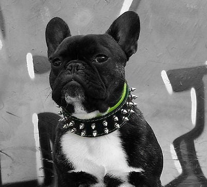 The Bestia "Frenchie" Leather Dog Collar Black & Blue for Medium to Large Dog Breeds