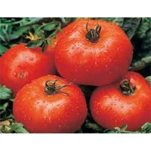 Tomato Ace 55 Great Heirloom Garden Vegetable by Seed Kingdom 1/4 Lb Seeds