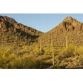thumbnail image 2 of Illg, Cathy and Gordon 24x17 Black Ornate Wood Framed with Double Matting Museum Art Print Titled - Arizona, Sonoran Desert Saguaro and palo verde, 2 of 4