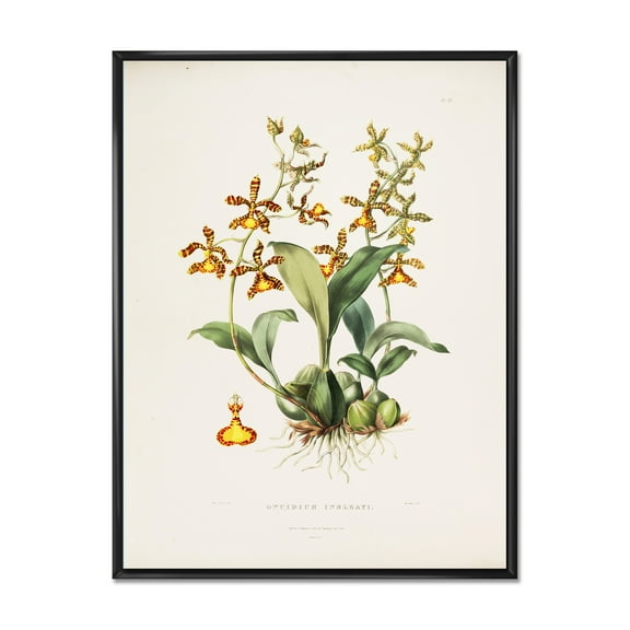 Designart 'Ancient Flower I' Traditional Framed Canvas Wall Art Print