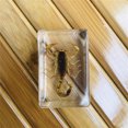 thumbnail image 4 of Advancent Agregue encanto al hogar Especímenes de insectos de resina transparente hechos a mano adecuados para cualquier ocasión Estilo único Decoración del hogar, 4 of 6