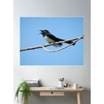 thumbnail image 2 of Willy Wagtail Poster Wall Art, Modern Wall Decor For Living Room Bedroom, 12x18 UNFRAMED, 2 of 3