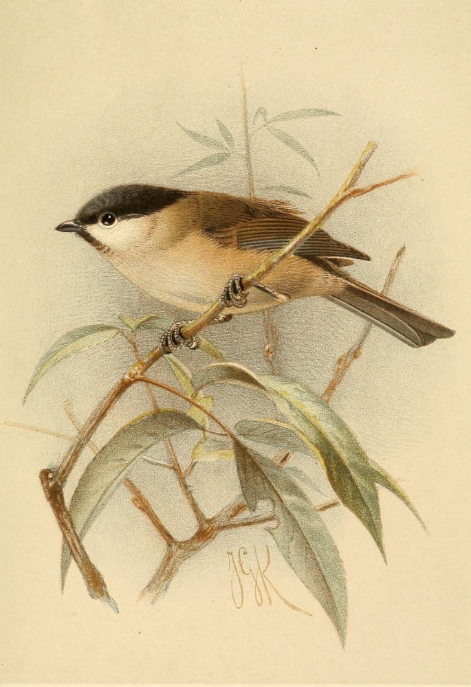 Birds Of The Britis