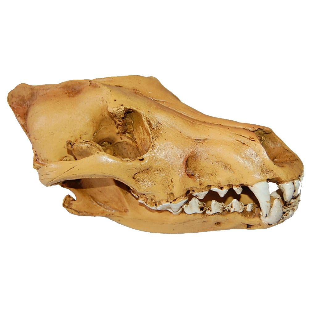 Lifelike Wolf Jackal Skull Resin Head Skeleton Figurine Aquarium Home Decor 