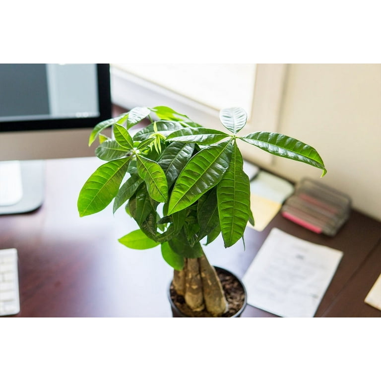 caramel marble philodendron price Philodendron Caramel Marble (Leaf Cutting)