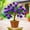 D, variant on Desert Rose, Low Maintenance - Easy Grow - Ideal for Beds Borders, Plant Pots & Planters