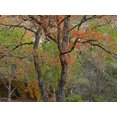 thumbnail image 2 of Fitzharris, Tim 24x19 Gold Ornate Wood Framed with Double Matting Museum Art Print Titled - Lost Maples State Park-Texas, 2 of 4