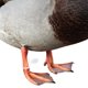 thumbnail image 1 of 100 Uds. Accesorio de hebilla de anillo de pie incluido para aves de corral de granja para pollo conejo ganso, 1 of 5