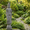 Grey, variant on Lumiartisan Buddha Outdoor Statue, Weatherproof Resin Garden Decor, 1 Pack, 32.67 in