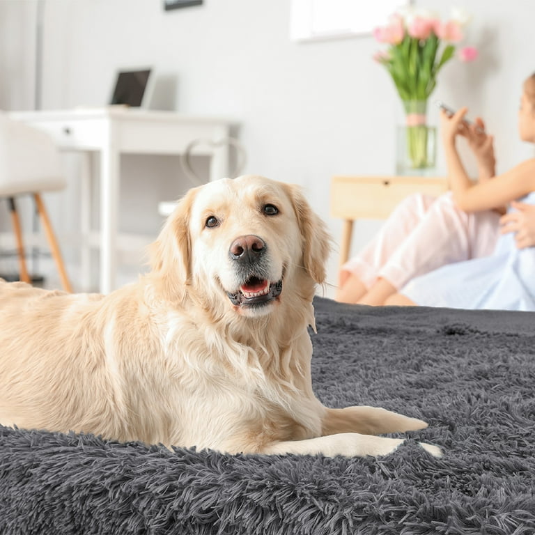 Xl dog online blanket