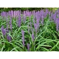 thumbnail image 3 of Super Blue Liriope Muscari - 100 Bare Root Plants - Evergreen Ground Cover Grass, 3 of 9