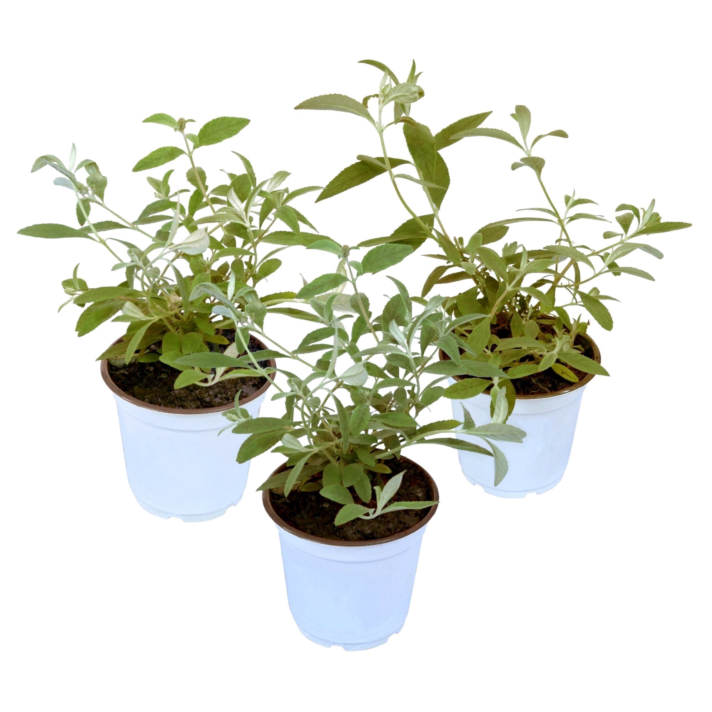 4 in. Buddleia Dapper Pink Live Shrub with Pink Flowers (3-Pack)