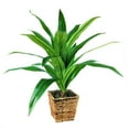 thumbnail image 3 of LCG Florals Artificial Plant, Dracaena, 2.83 ft, Woven Rattan Basket, 3 of 6