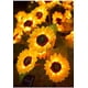 thumbnail image 5 of Luces solares de girasol para decoración de jardín | Diseño art déco de metal de 80 cm de alto | Encendido y apagado automático para patio, camino, césped y jardín | 1 paquete, 5 of 9