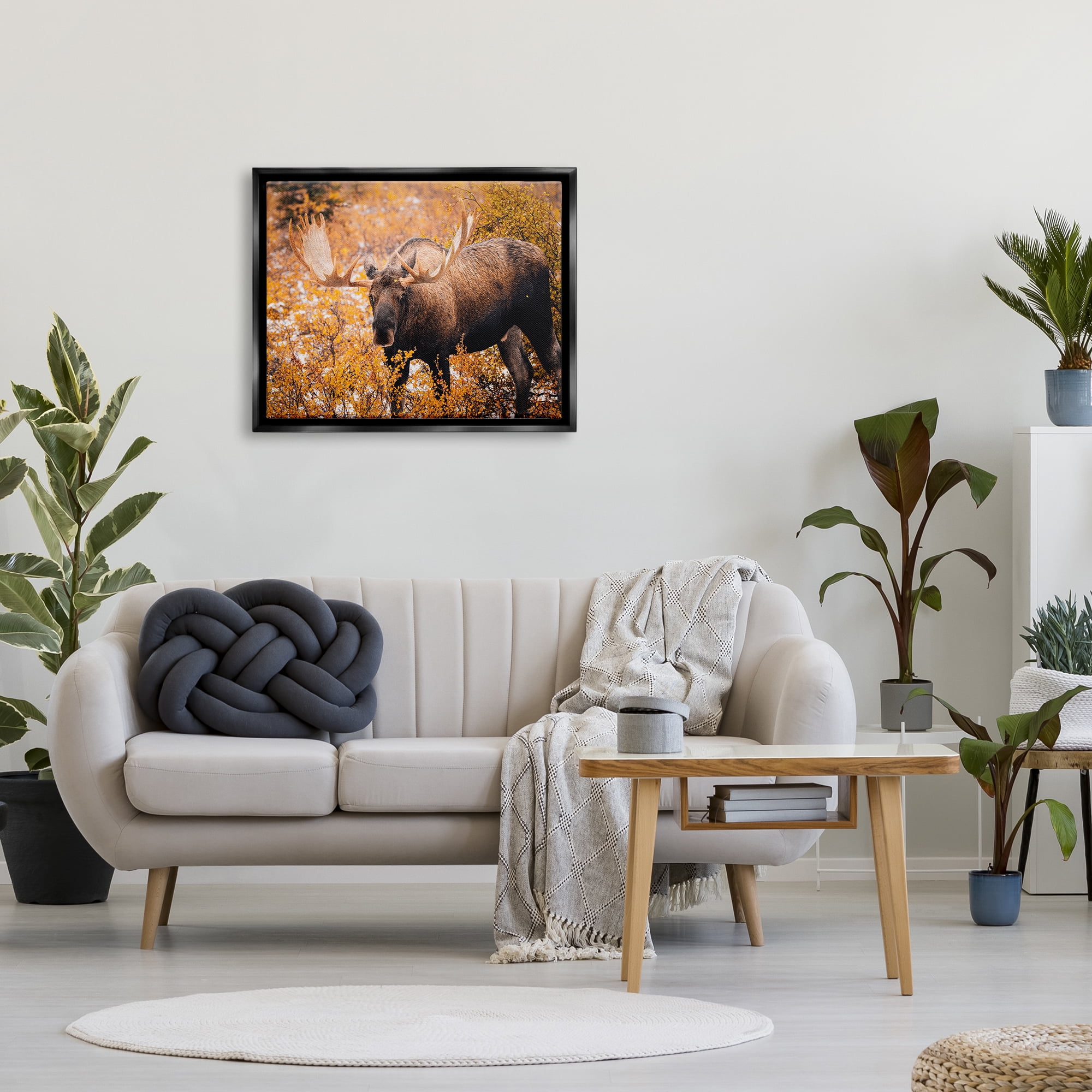 Stupell Industries Moose in Autumn Foliage Animals & Insects Photography Black Floater Framed Canvas Art Print Wall Art, 31 x 25