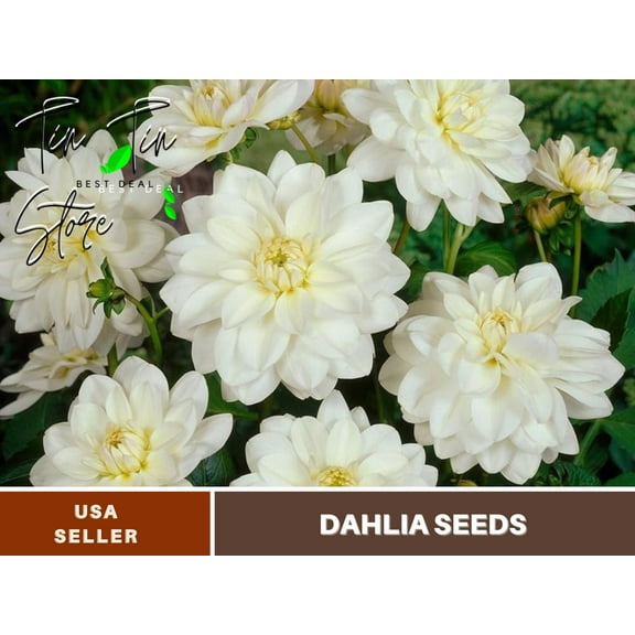 40  Seeds-Cantarino Dahlia Perennial Seeds-#D083-Authentic Seeds-Flowers-Seeds-Rose seed-Herb seeds-Vegetable Seeds-Mix Seeds for Plant-B3G1