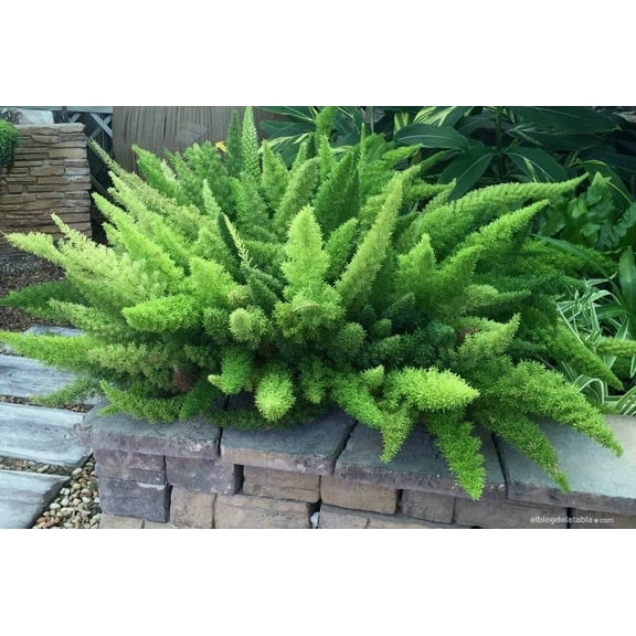Foxtail Fern–Asparagus densiflorus Myersii–Elegant indoor plant  10" Pot