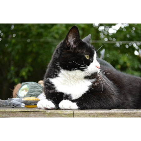 White Shorthair Cat - LAMINATED POSTER Black Cat Pet Domestic Short Haired White Poster Print 24 x 36