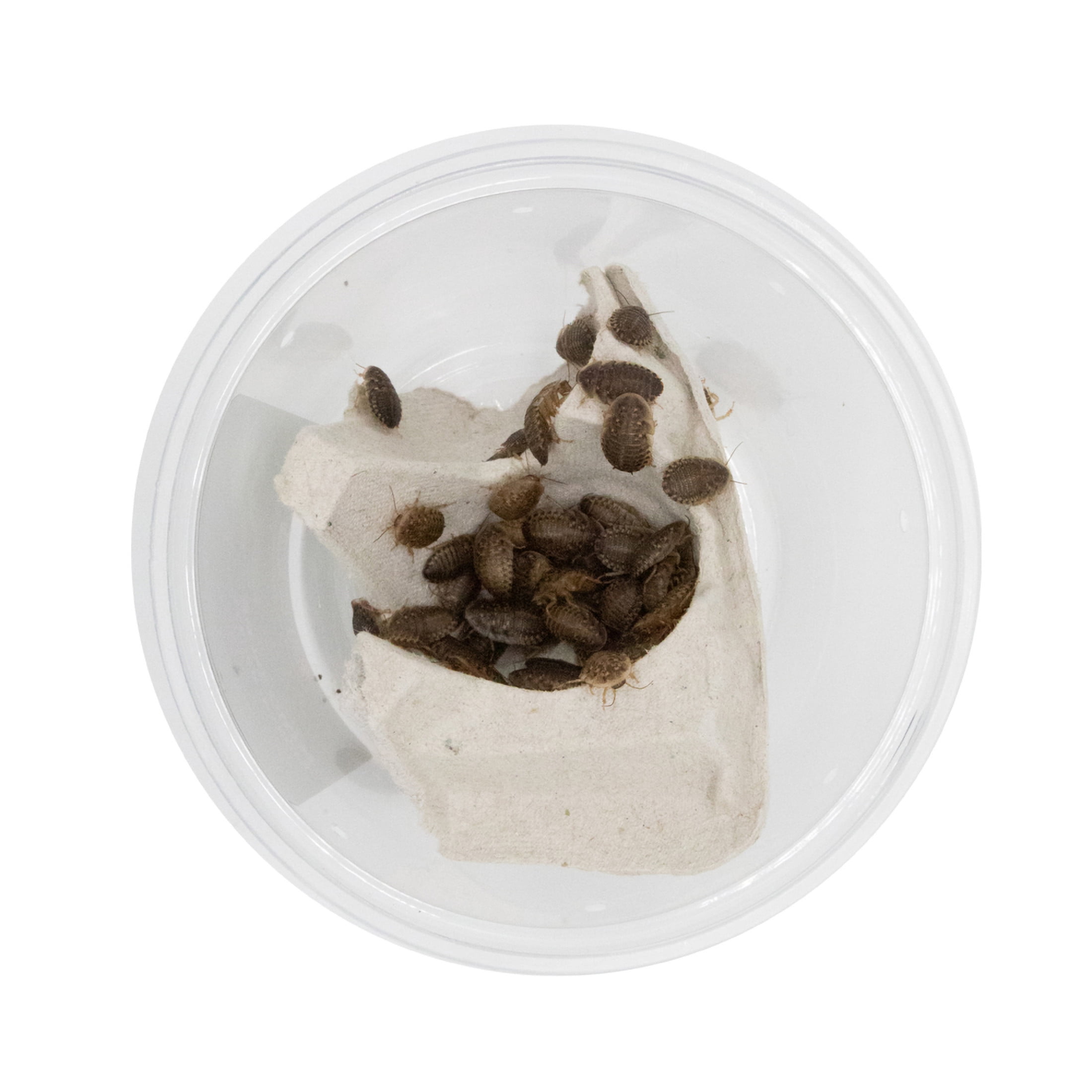ReptiCulture Medium Dubia 50 ct