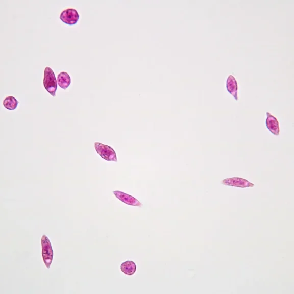 Euglena Prepared Microscope Slide, Whole Mount