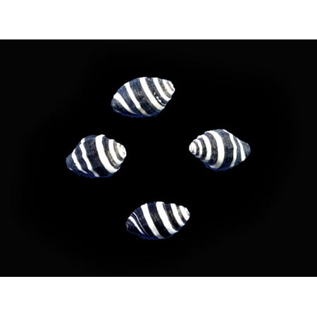 Sampler of 12 Tiny Bee Hive Mini Shells 1/4