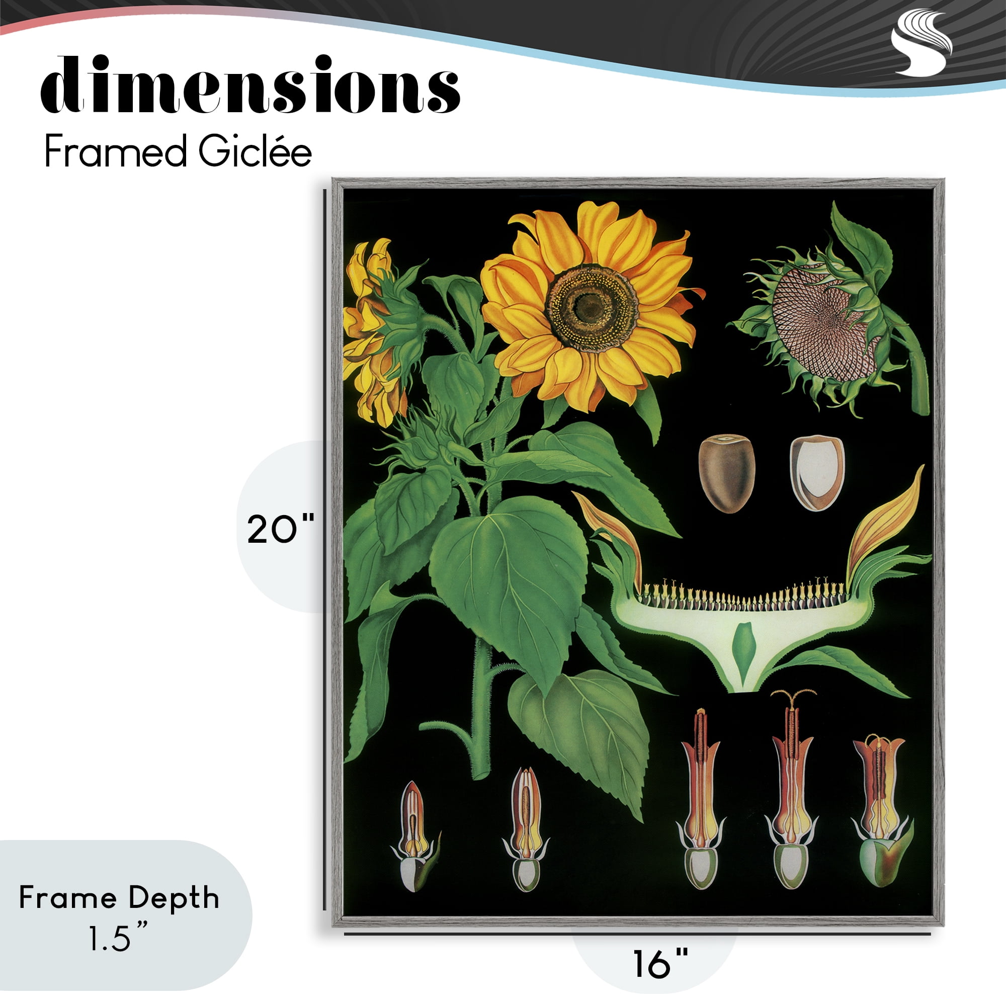Stupell Industries Sunflower Bulb Illustrations Gray Framed Giclee Art, design by Vintage Hustle