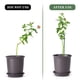 thumbnail image 2 of Paquete de 20 Estacas de Soporte para Plantas Ajustable JardíN Tallo úNico Estaca de Soporte para Flores Florales Anillos de Soporte para Jaulas para Plantas, 2 of 7
