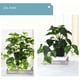 thumbnail image 3 of Plantas artificiales Matsuzay Hoja Planta falsa con maceta, 3 of 6