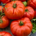 thumbnail image 2 of 1000 Beefsteak Tomato Seeds, Non-GMO, Heirloom, Outdoor/Indoor, by Mai's Family, 2 of 5