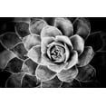 thumbnail image 2 of Berzel, Erin 32x23 White Modern Wood Framed Museum Art Print Titled - Monochrome Succulent V, 2 of 4
