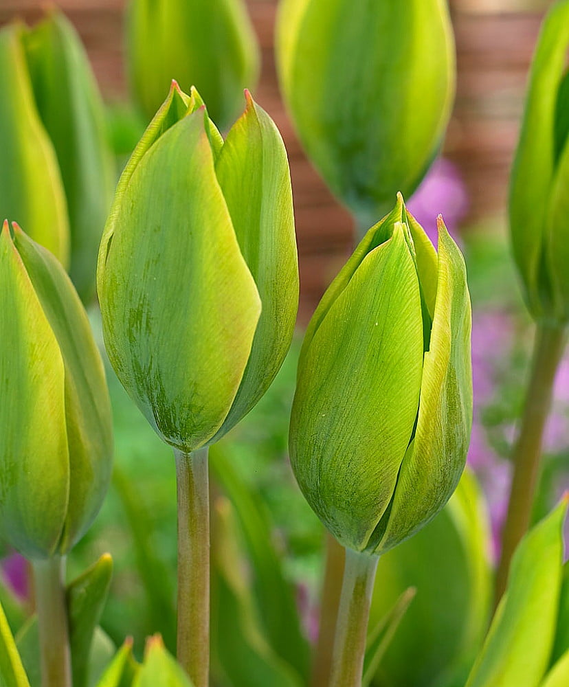 Evergreen Triumph Tulip 5 Bulbs The First Truly Green Tulip 12/+ cm Bulbs