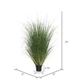 thumbnail image 3 of Vickerman 24" Artificial Potted Green Curled Grass., 3 of 7