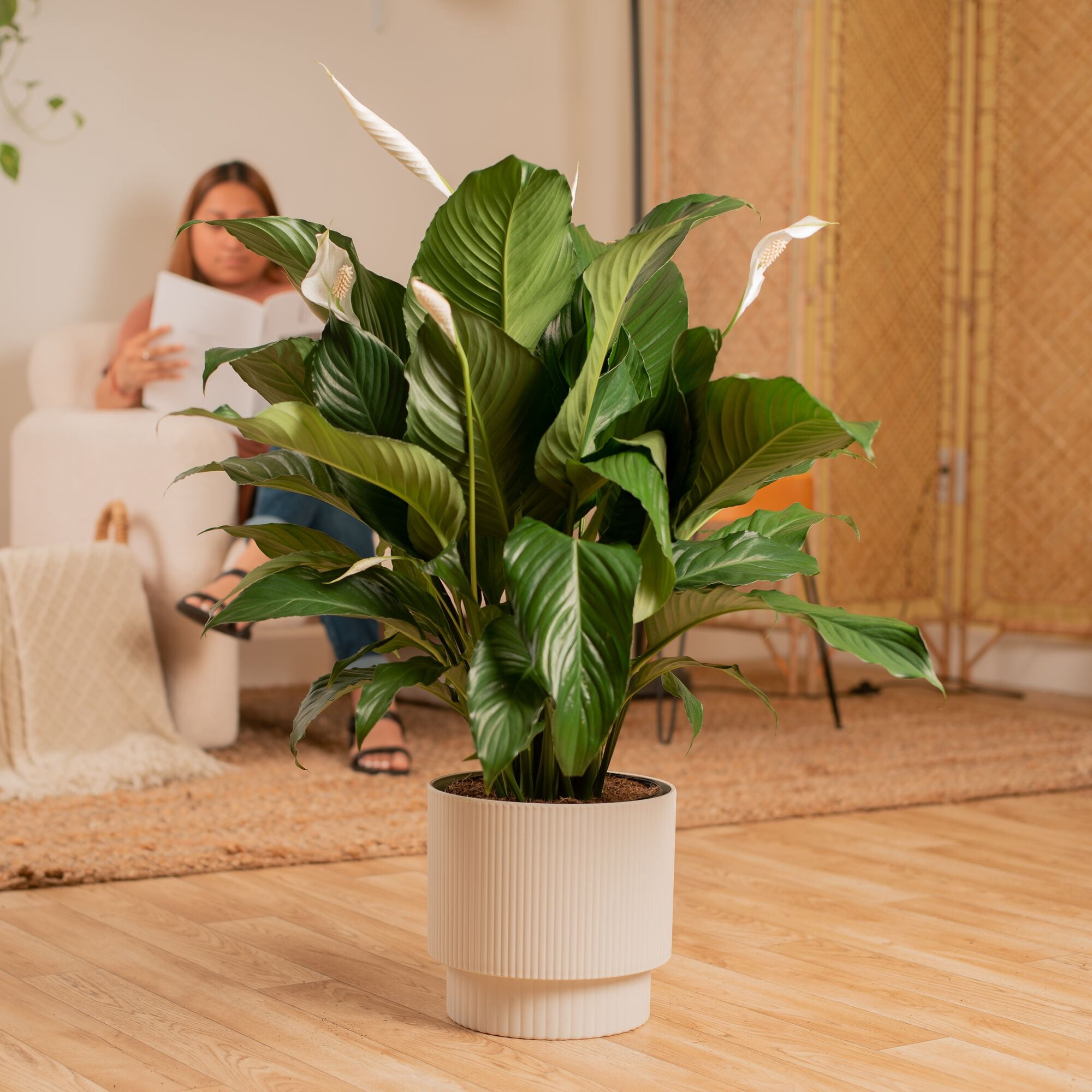 Costa Farms 18" Spath Peace Lily Live House Plants in 10" Décor Pot