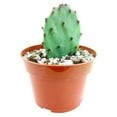 thumbnail image 3 of Opuntia Phaecantha Tulip Prickly Pear Cactus (2"+ Clay Pot) - Live Healthy Cactus for Home Office - Easy to Care Unique Shaped Cactus for Beginners, 3 of 4