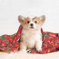 thumbnail image 4 of XMXY Dog Throw Blankets, Soft Cozy Red Christmas Elk Green Socks Pet Blankets for Couches Machine Washable for Indoor Cats Dogs, Medium Size, 4 of 8