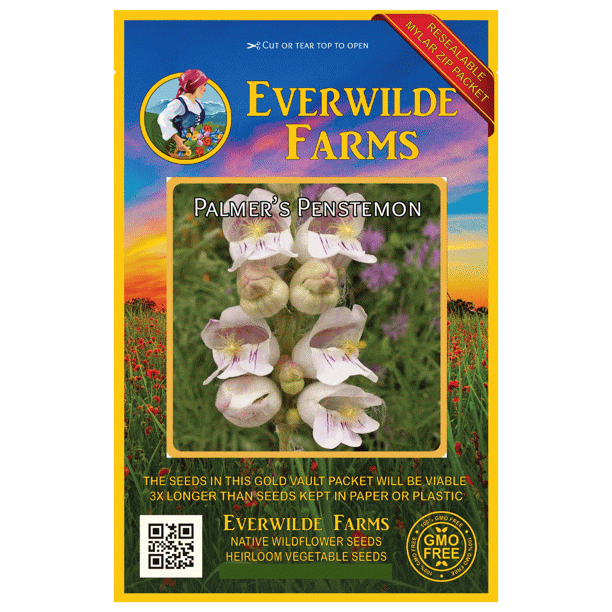 Everwilde Farms 2000 Palmers Penstemon Native Wildflower Seeds Gold