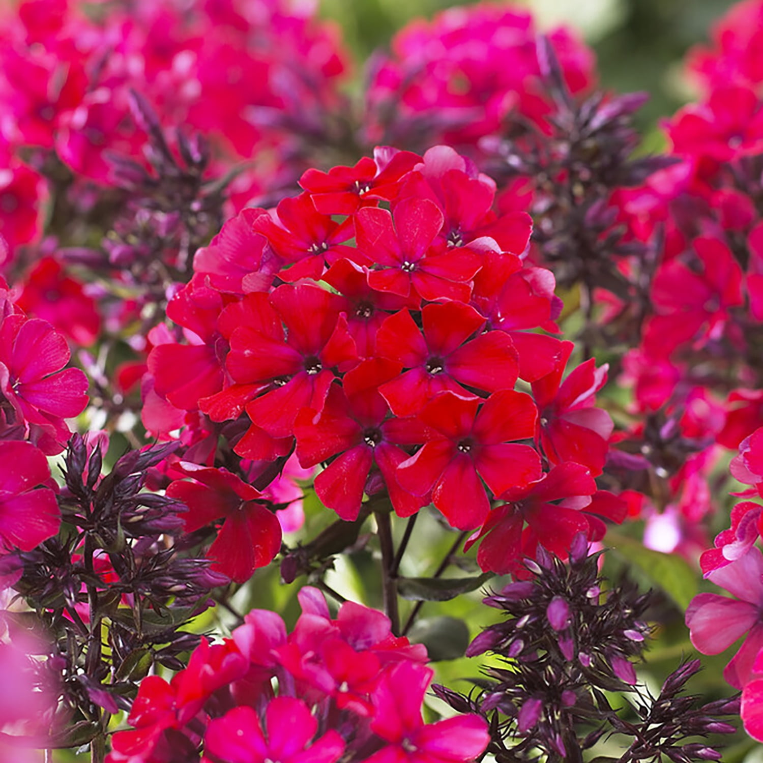 Van Zyverden Tall Phlox Paniculata Starfire Set of 5 Plant Roots Red Partial Sun Fragrant 1 lb