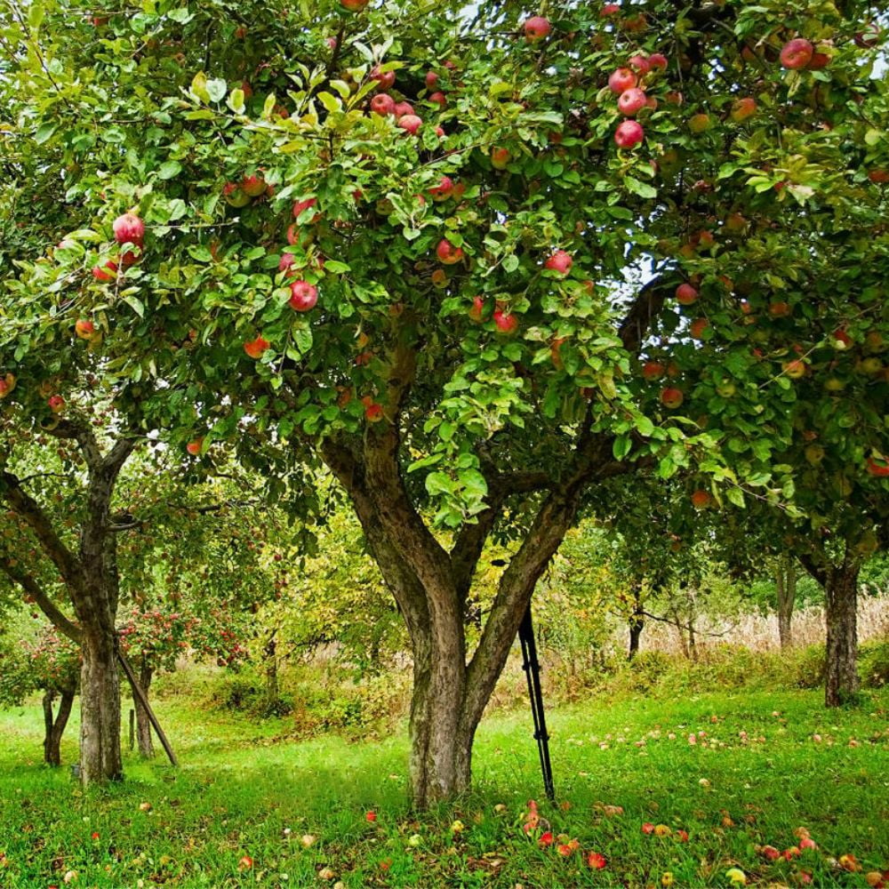 Expert Gardener 3-4 ft tall Honey Crisp Apple Live Tree in 7-Gallon Grower Pot