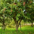 thumbnail image 3 of Expert Gardener 2-3 ft tall Honey Crisp Apple Live Tree in 5-Gallon Grower Pot, 3 of 6
