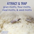 thumbnail image 5 of TERRO Pantry Moth Traps, 2 Pack, 5 of 7