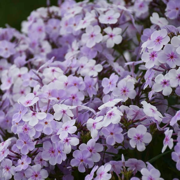 50 Pink-a- dots Phlox Seeds