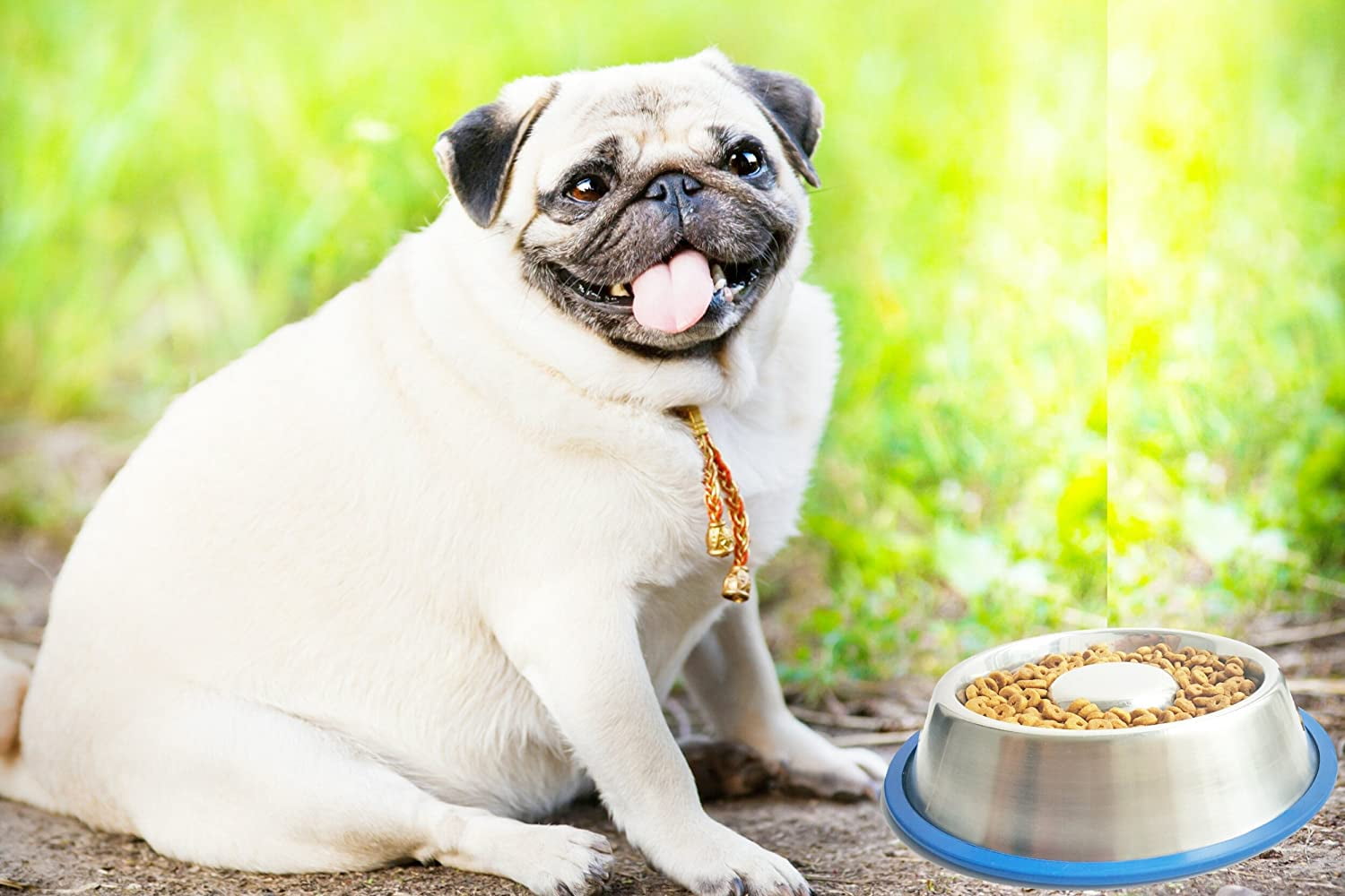 Stainless Steel Interactive Slow Feed Dog Bowl with a Blue Base, Fun Healthy Bloat Stop Feeder (Large)