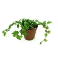 thumbnail image 2 of String of Frogs Houseplants Ficus Pumila Quercifolia, 2.5" Pot, 2 of 5