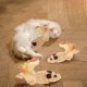 thumbnail image 4 of Peluches de pollo y ratón para gatos y perros | Juguetes interactivos para mascotas para rascar y jugar | Juguetes para aliviar el estrés y la ansiedad de las mascotas, 4 of 6