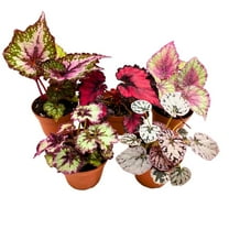 Assorted Rex Begonia-Vibrant Indoor Plant  4" Pot (Pack of 4)