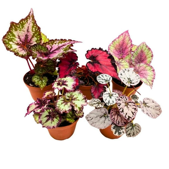 Assorted Rex Begonia-Vibrant Indoor Plant  4" Pot (Pack of 4)