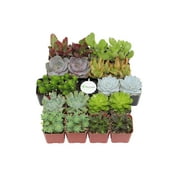 Shop Succulents Assorted Succulent (Collection of 20)