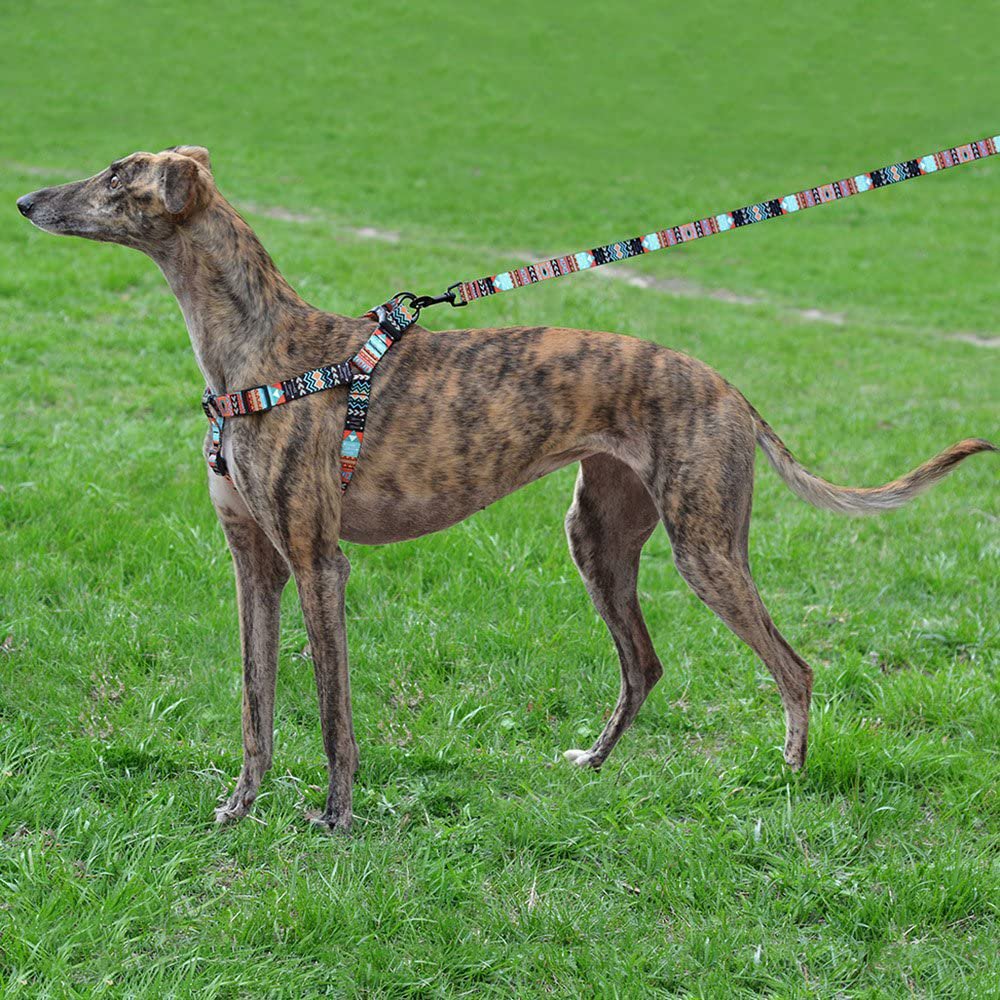 Are Carrots Good For A Polish Greyhound